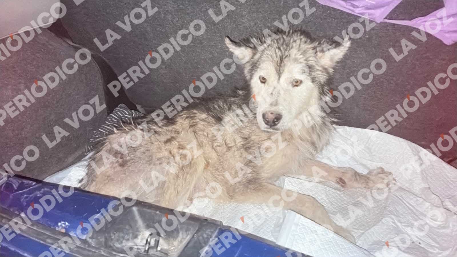 Hallan 65 perros Moribundos en Frichem