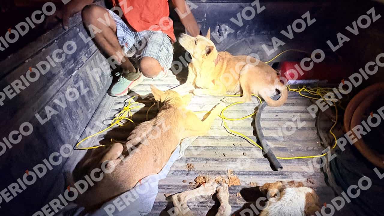 Hallan 65 perros Moribundos en Frichem
