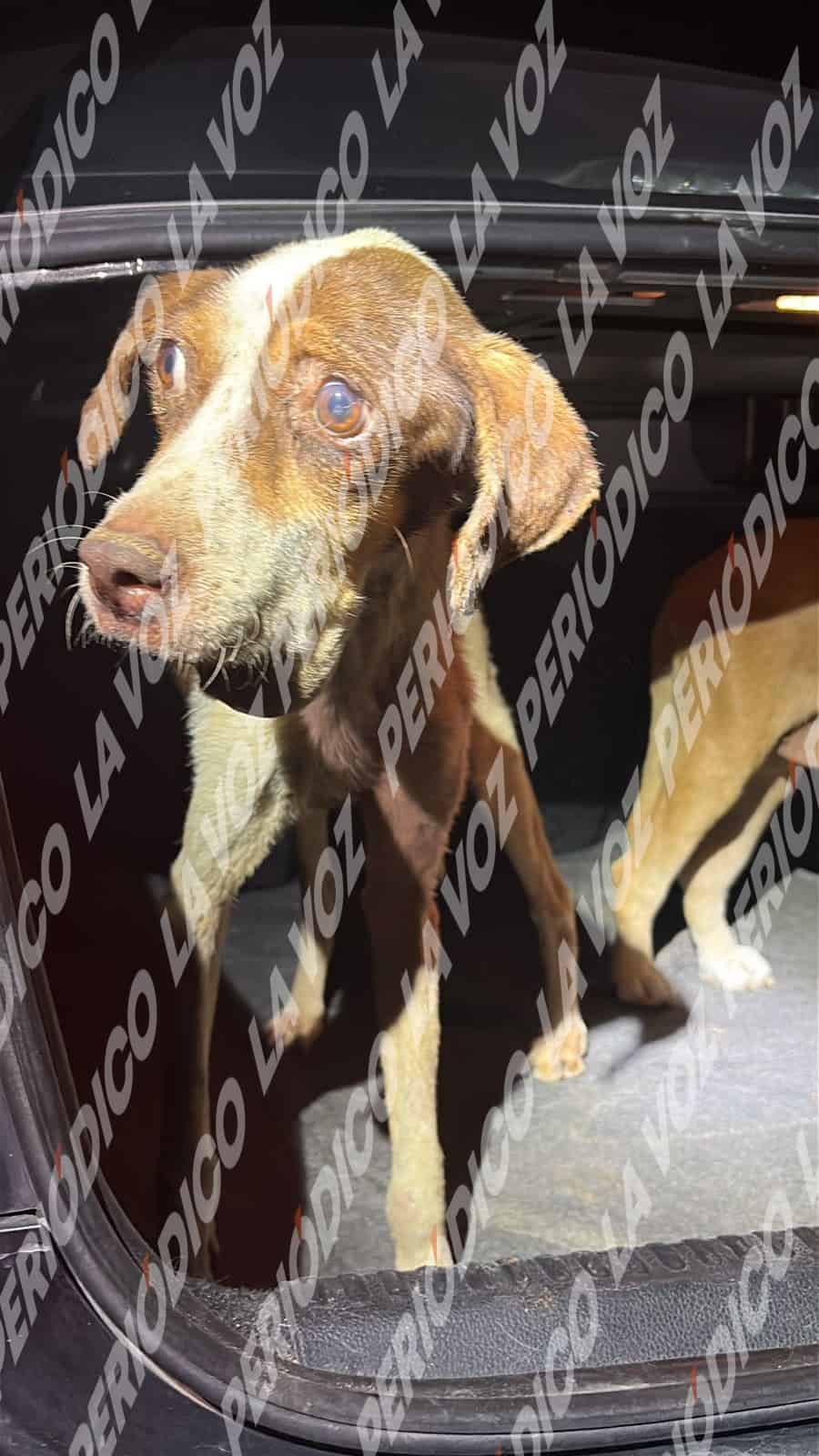 Hallan 65 perros Moribundos en Frichem
