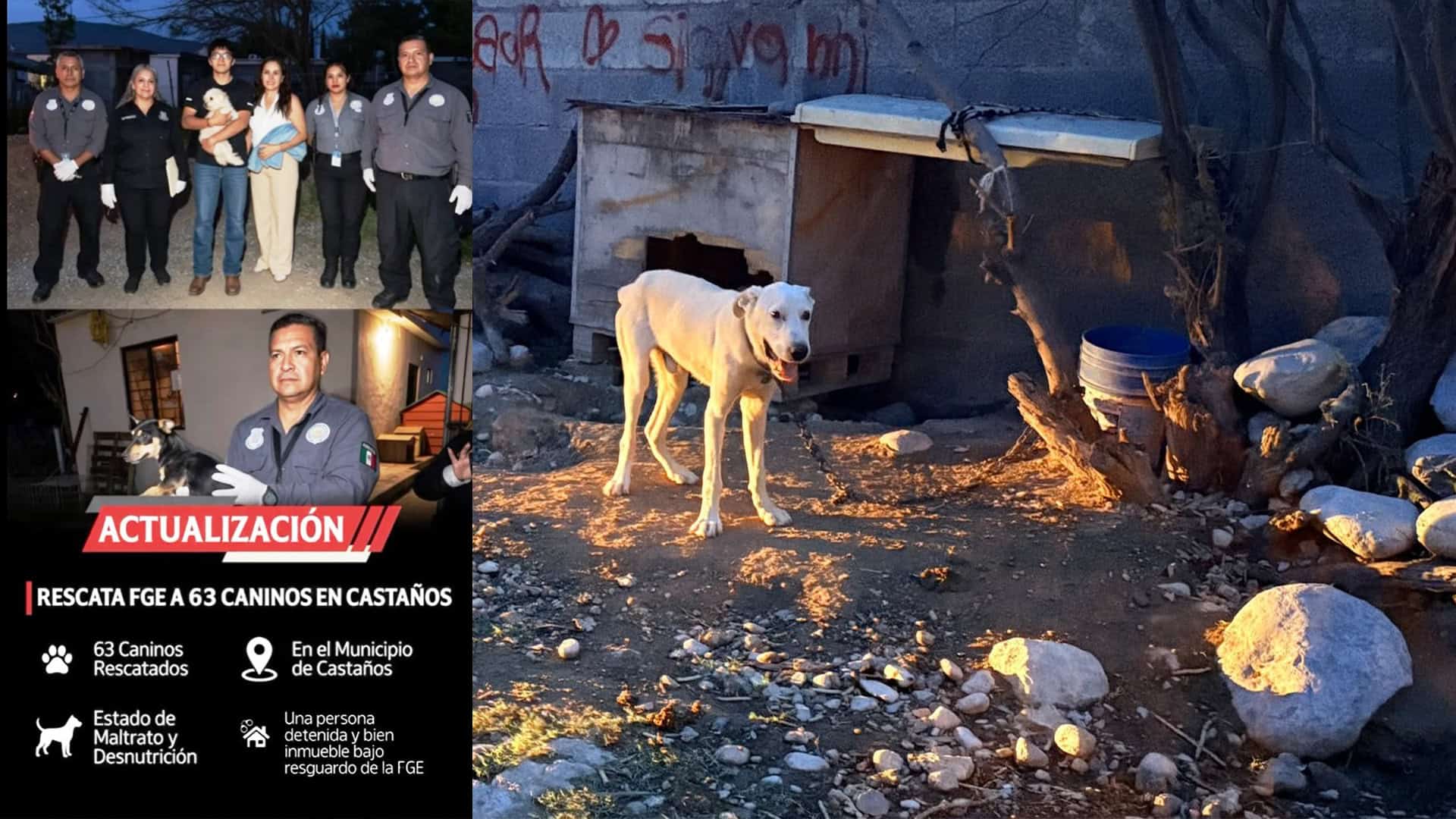 Detienen a un hombre en Casta&ntilde;os por maltrato animal y narc&oacute;ticos