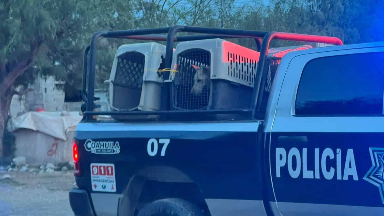 Casta&ntilde;os: Rescate de 53 perros marca avance en protecci&oacute;n animal