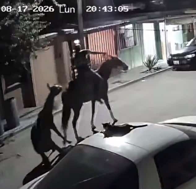 Indignación en Sabinas por maltrato a un equino arrastrado por joven