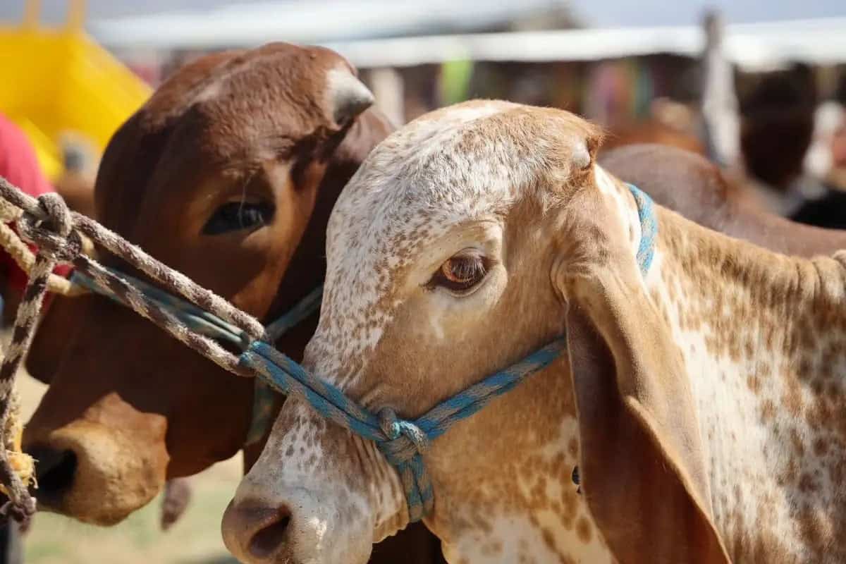 Gusano barrenador afecta ganado en Sonora: 30 estados reportan casos