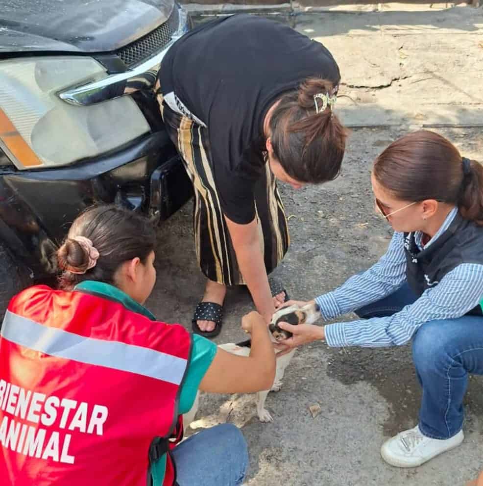 Coahuila busca fortalecer la protecci&oacute;n animal con nueva ley