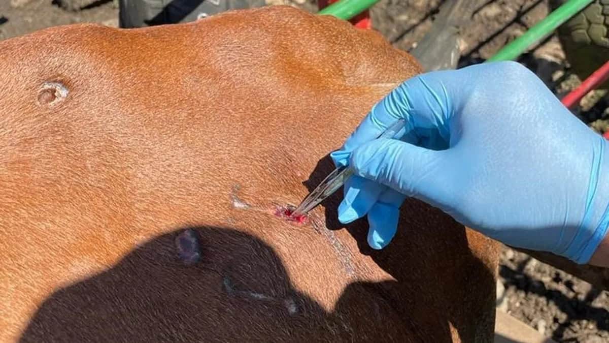 Controlan gusano barrenador en ganado bovino de Múzquiz Controlan gusano barrenador en ganado bovino de Múzquiz