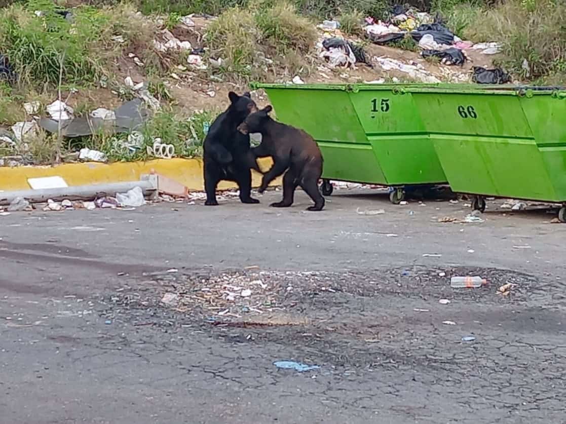 Protección Civil Nuevo León actúa ante avistamiento de oso en Monterrey