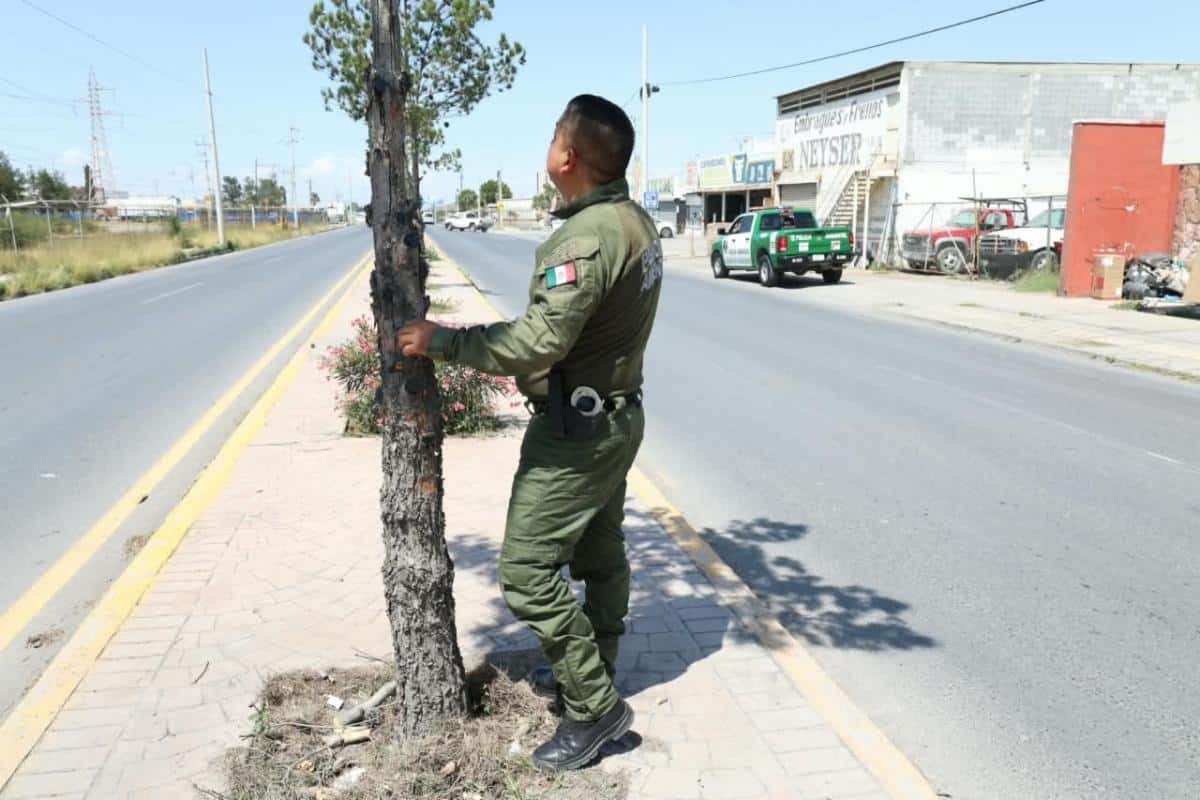 Saltillo: investigan poda ilegal de pinos