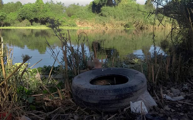 El IMSS refuerza acciones contra el dengue en septiembre: recomendaciones