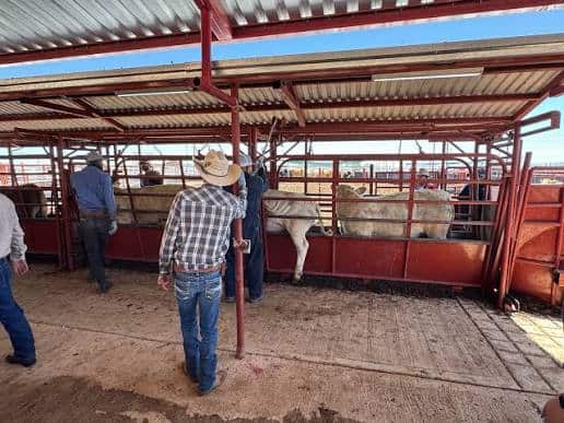 Exportaci&oacute;n de ganado no se detiene en Agua Prieta