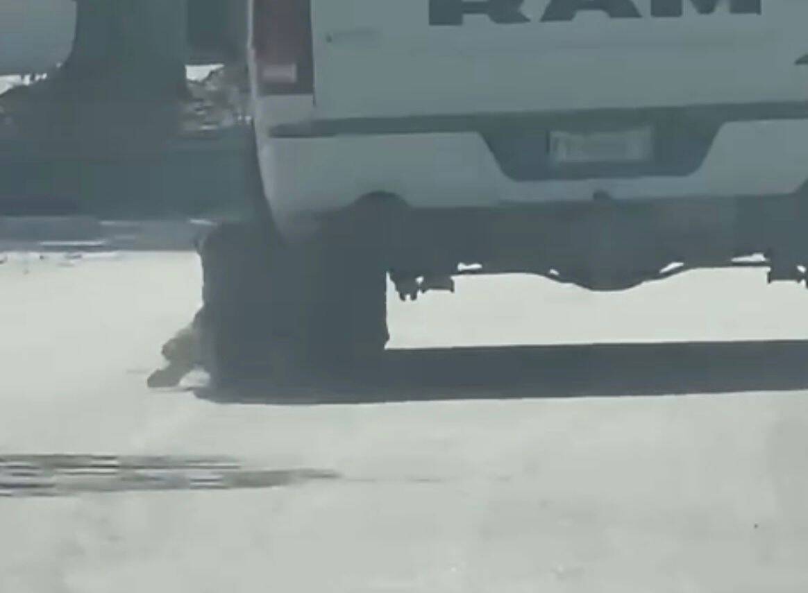 Exhiben en redes sociales un caso de presunto maltrato animal ocurrido en Ciudad Acuña.