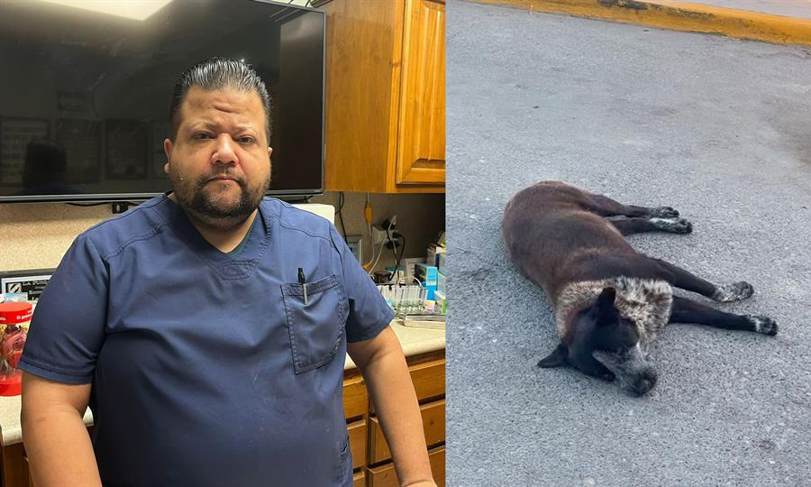 Calor dispara problemas de piel en mascotas en Ciudad Acuña