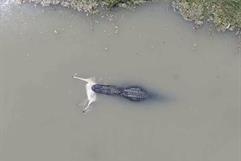 ¡Cocodrilo del Río Bravo es captado devorando un venado! ¡Cocodrilo del Río Bravo es captado devorando un venado!