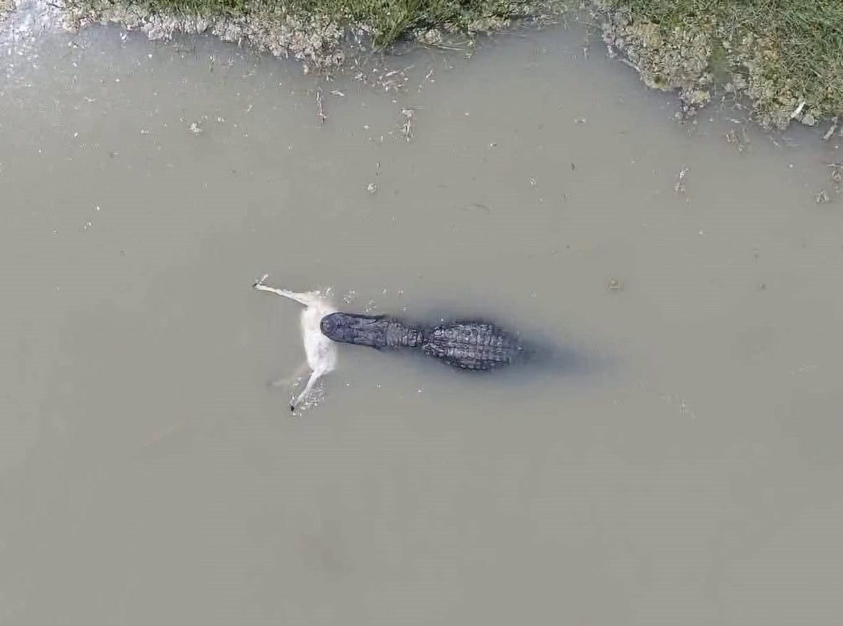 ¡Cocodrilo del Río Bravo es captado devorando un venado!