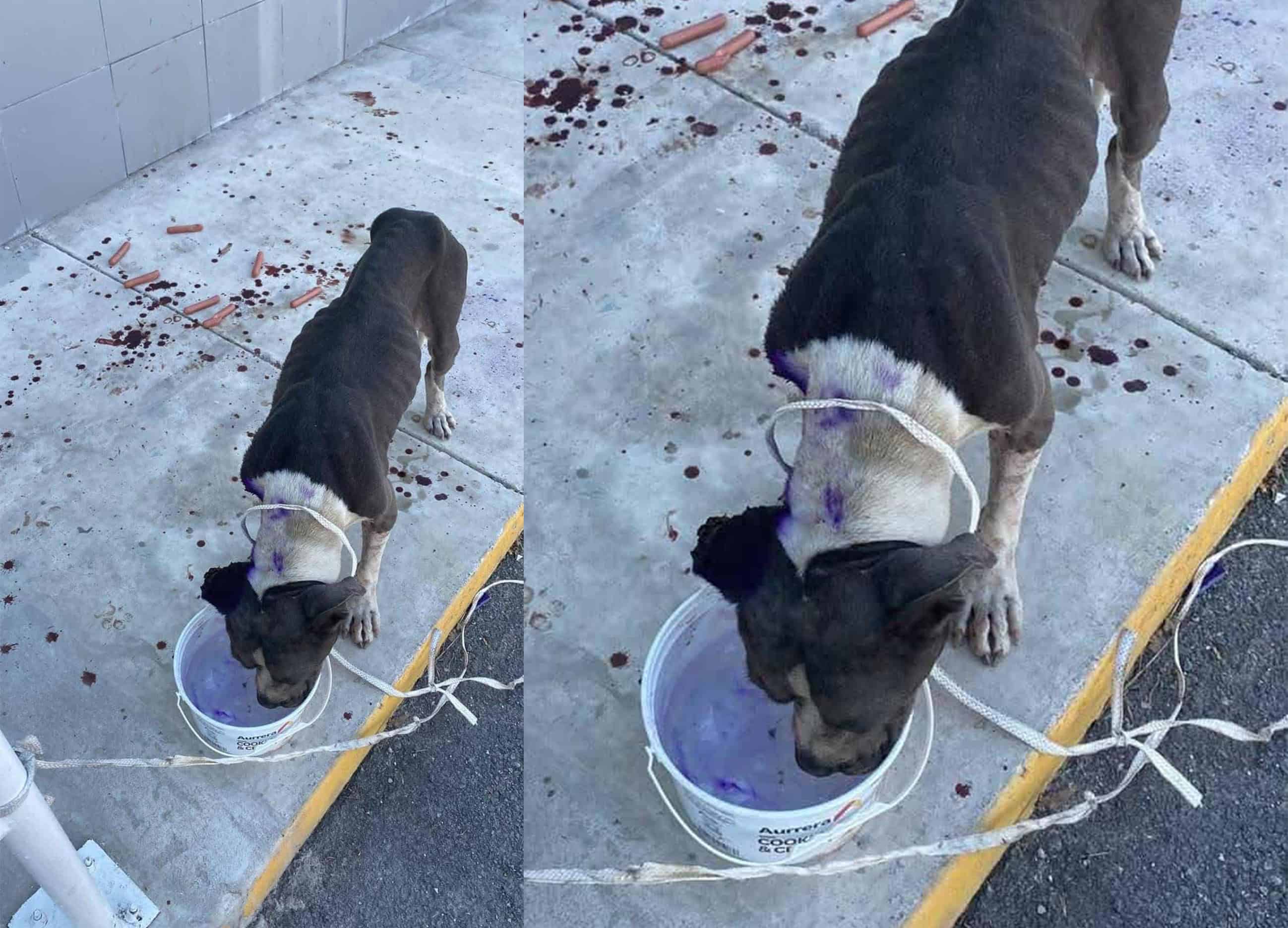 Protección Animal trasladó al perro a un sitio seguro para mantenerlo bajo observación y continuar su tratamiento.
