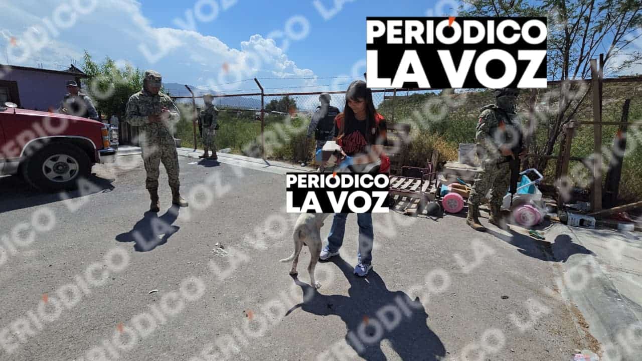 Rescatan a tres perros durante cateo por maltrato