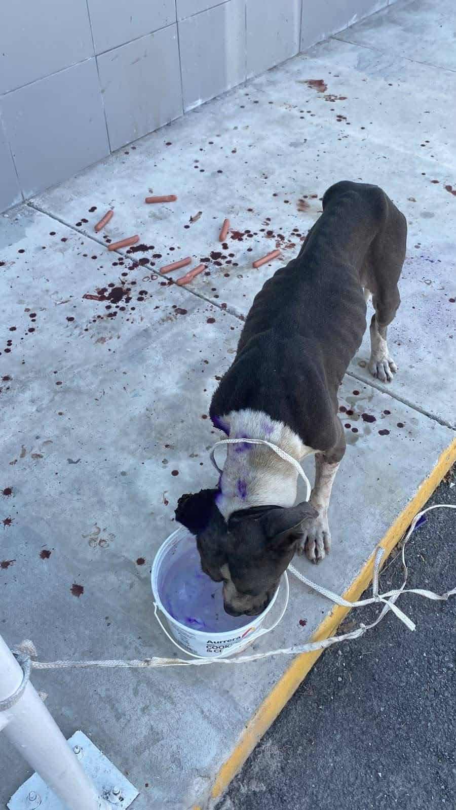 Protección Animal trasladó al perro a un sitio seguro para mantenerlo bajo observación y continuar su tratamiento.