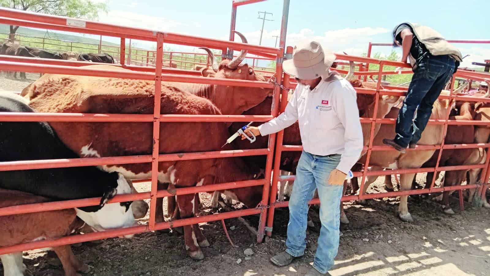 Castaños contará con corrales para subastas de ganado en noviembre