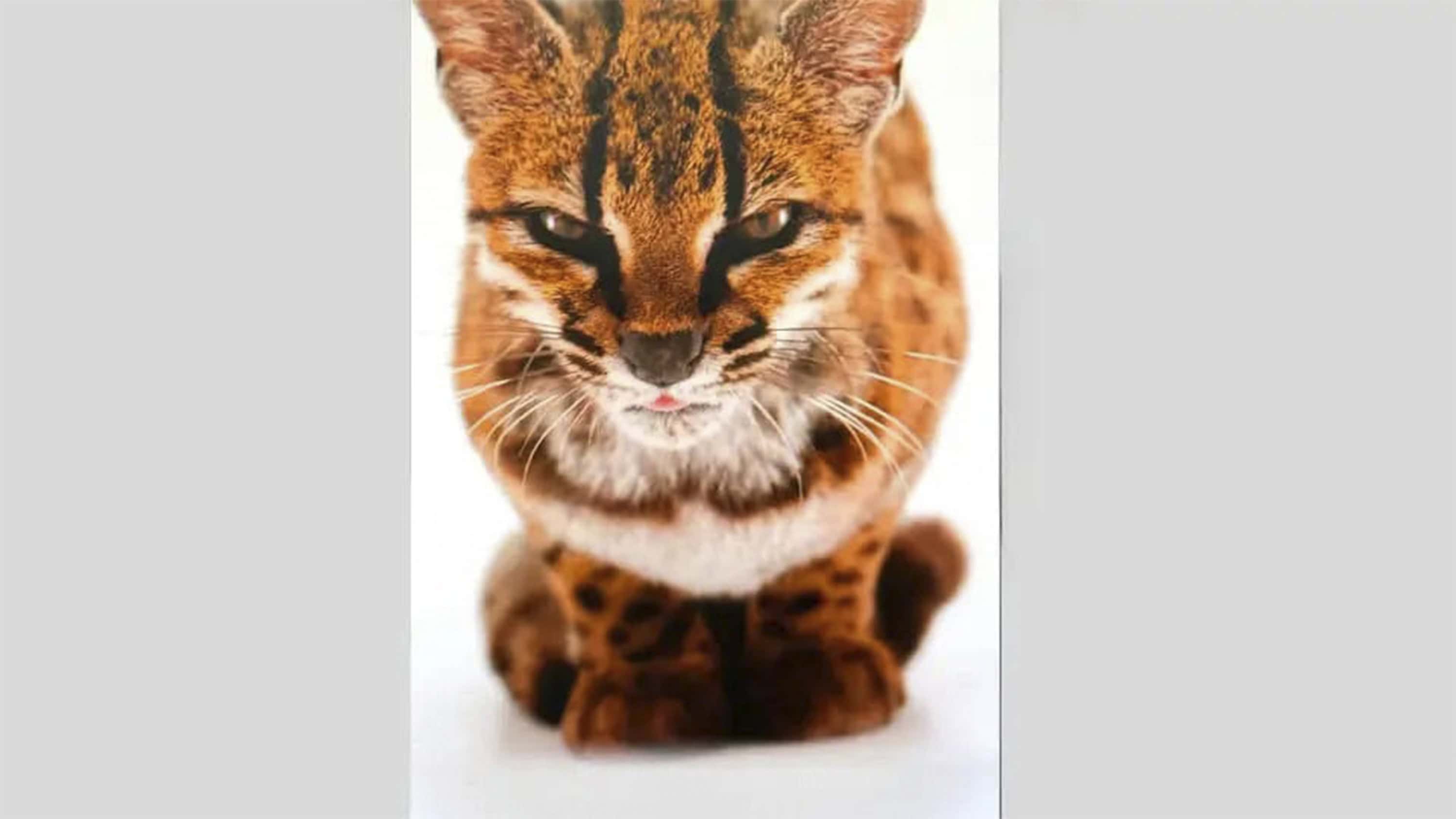 Biólogos confirman nueva especie de felino en Bolivia