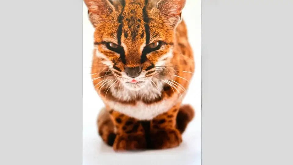 Bi&oacute;logos confirman nueva especie de felino en Bolivia