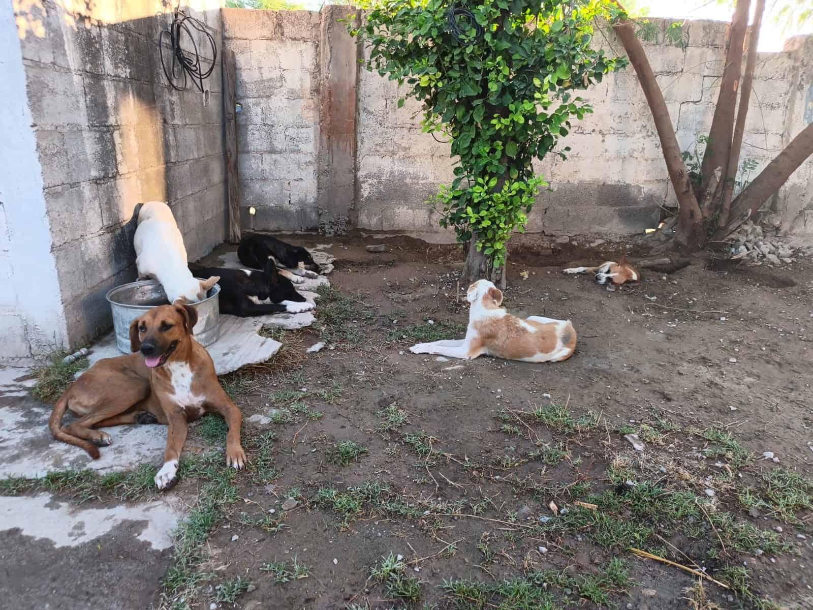 Tuilzie Ibarra organiza venta a beneficio de perros rescatados en Frontera