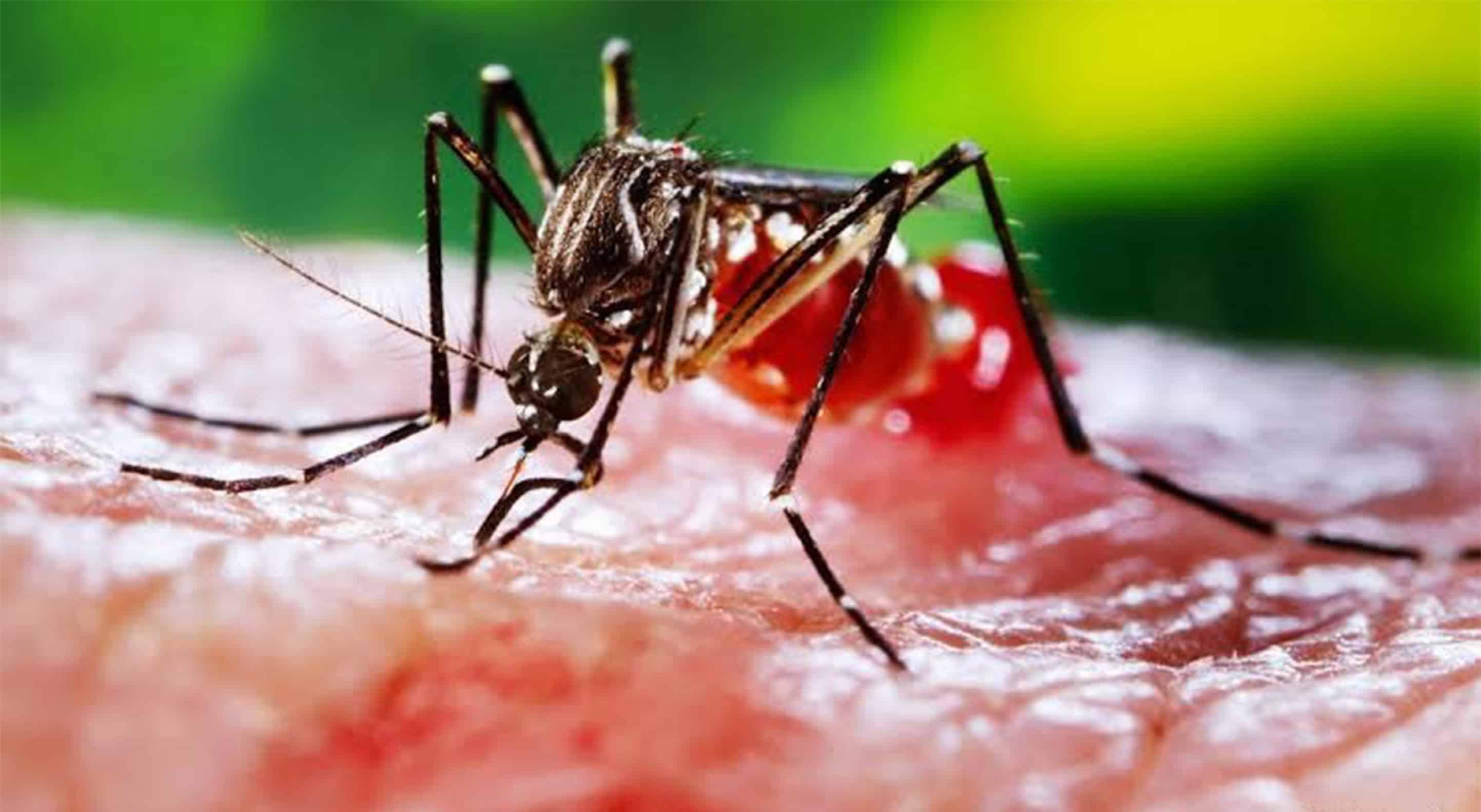 Descartan dos casos de rickettsiosis y uno de dengue en la regi&oacute;n