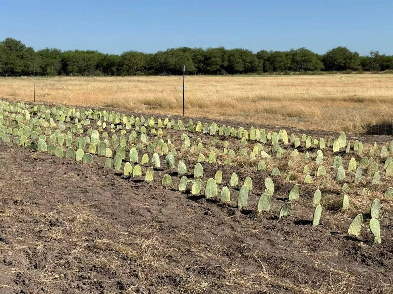 Nopal forrajero surge como alternativa ante altas temperaturas y escasas lluvias en Acuña Nopal forrajero surge como alternativa ante altas temperaturas y escasas lluvias en Acuña