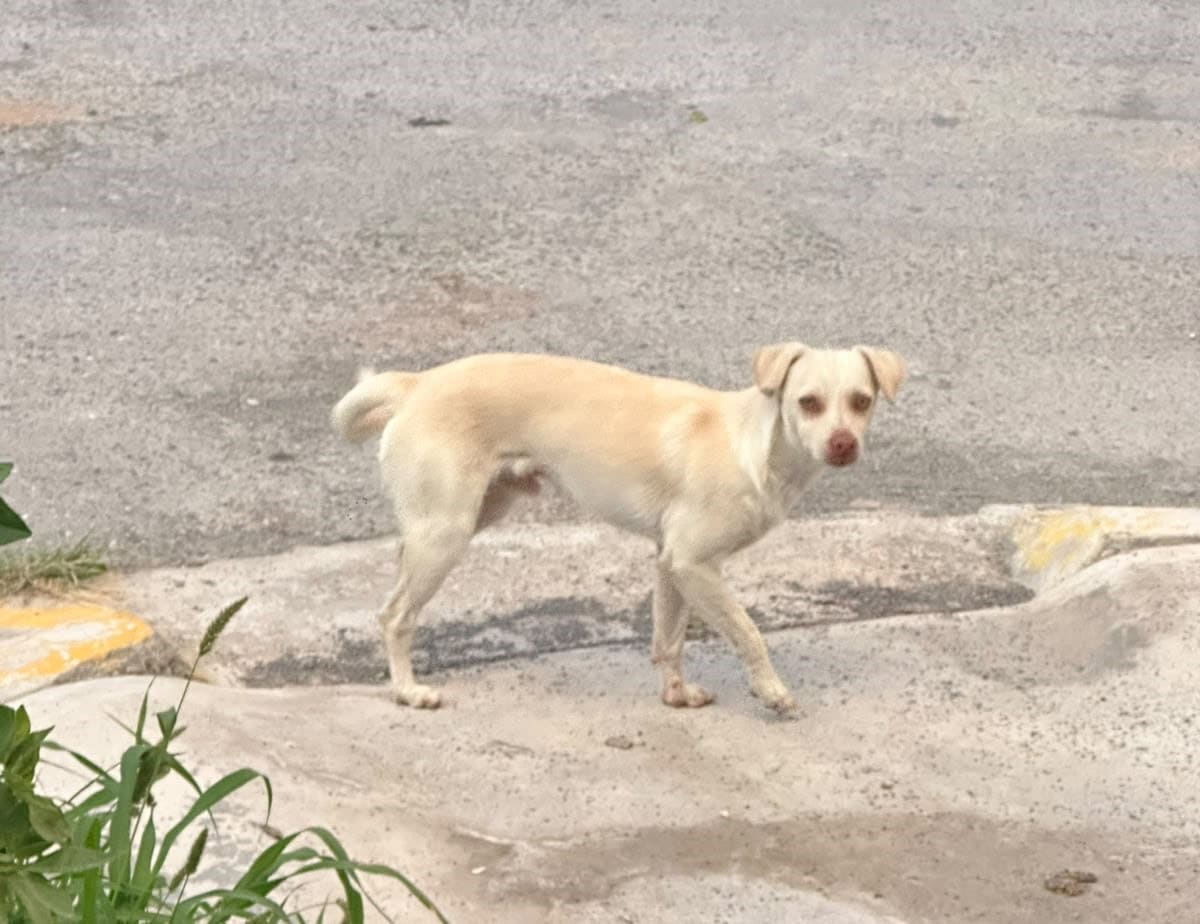 Bienestar animal: D&aacute;valos Elizondo aborda abandono de perros en Ramos Arizpe