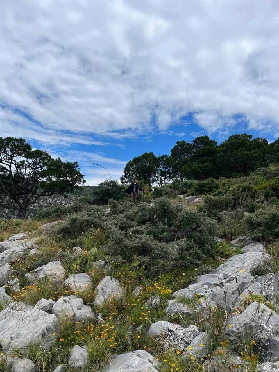 Saltillo reforesta la Sierra de Zapalinamé: 20 mil pinos plantados