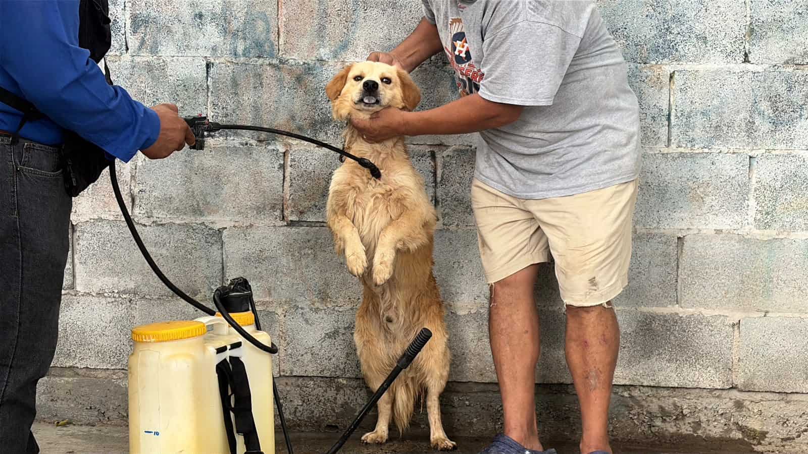 Protecci&oacute;n Animal atiende a perros dom&eacute;sticos afectados por garrapatas en Frontera
