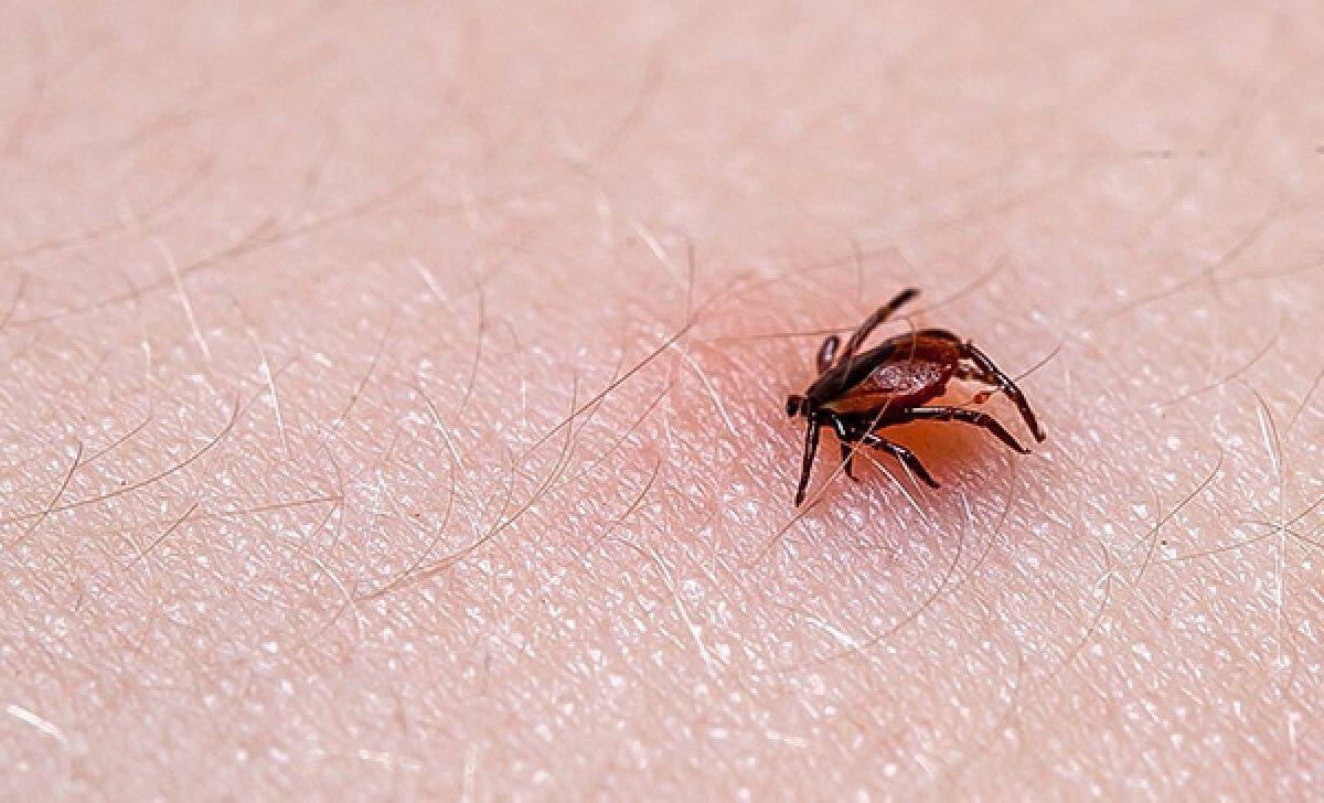 Menores de Frontera en tratamiento por posible rickettsia