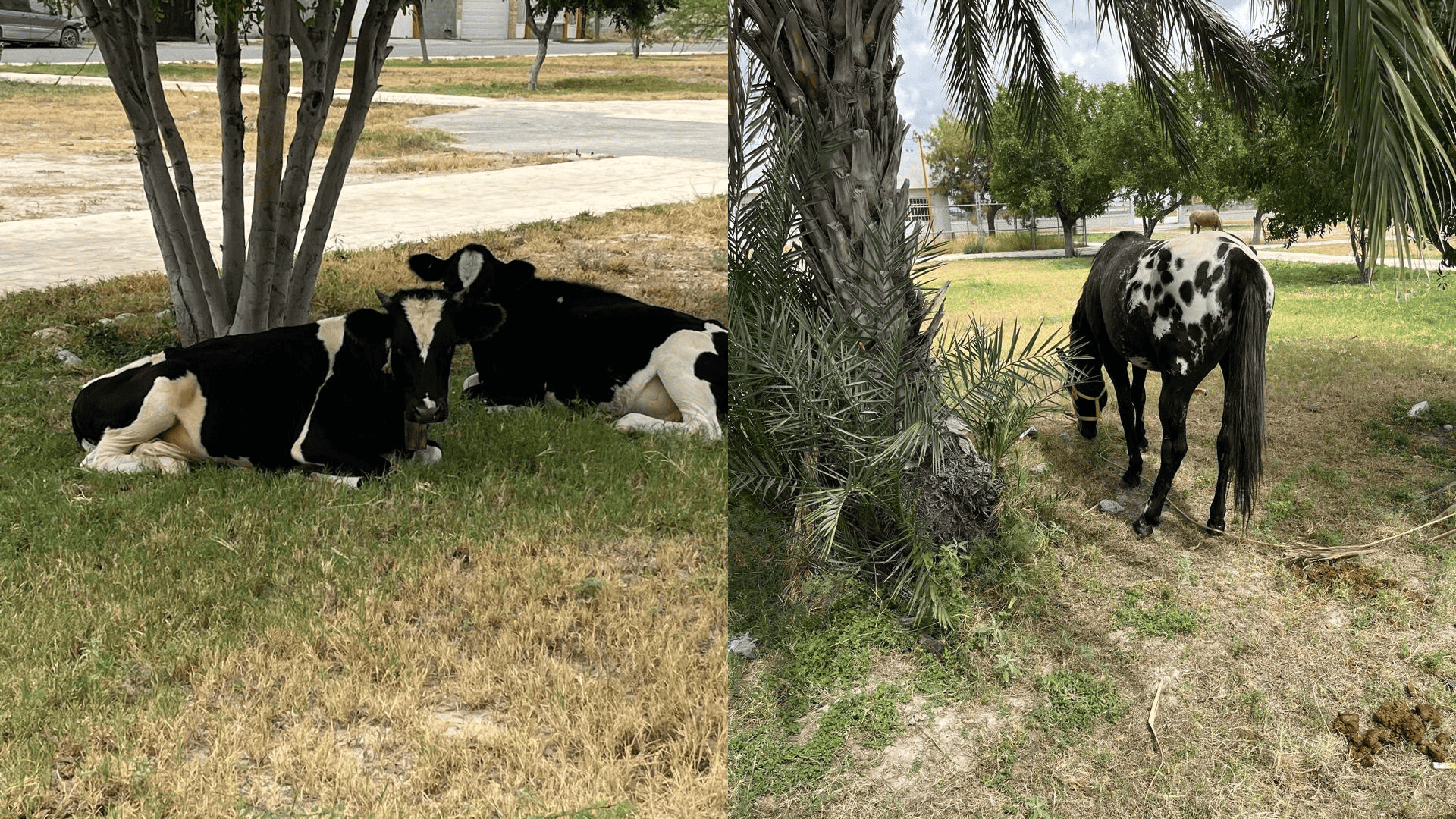 Ganado en áreas verdes de Frontera será reubicado
