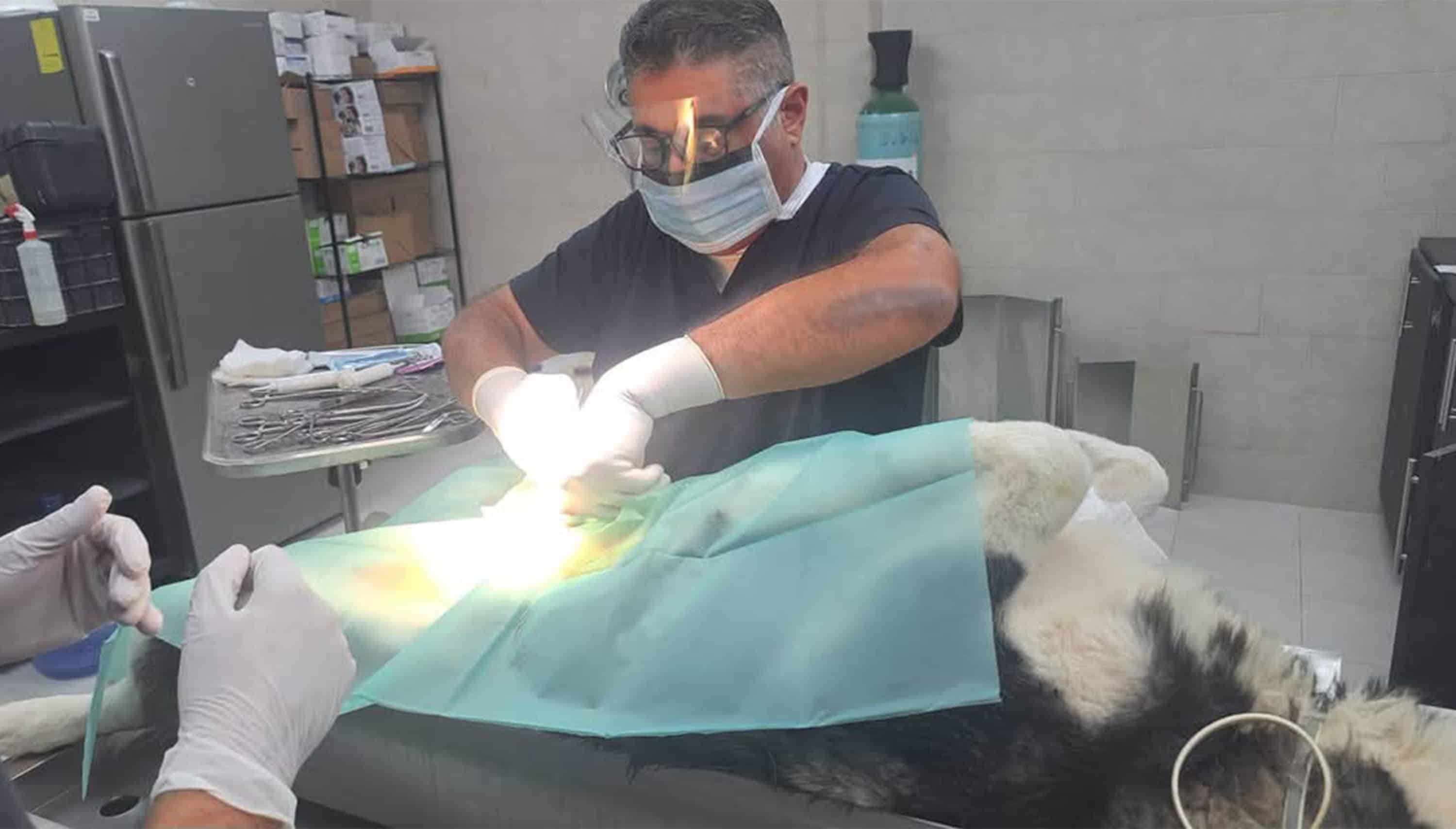 Mantienen campa&ntilde;a permanente de esterilizaci&oacute;n de mascotas en Ciudad Acu&ntilde;a