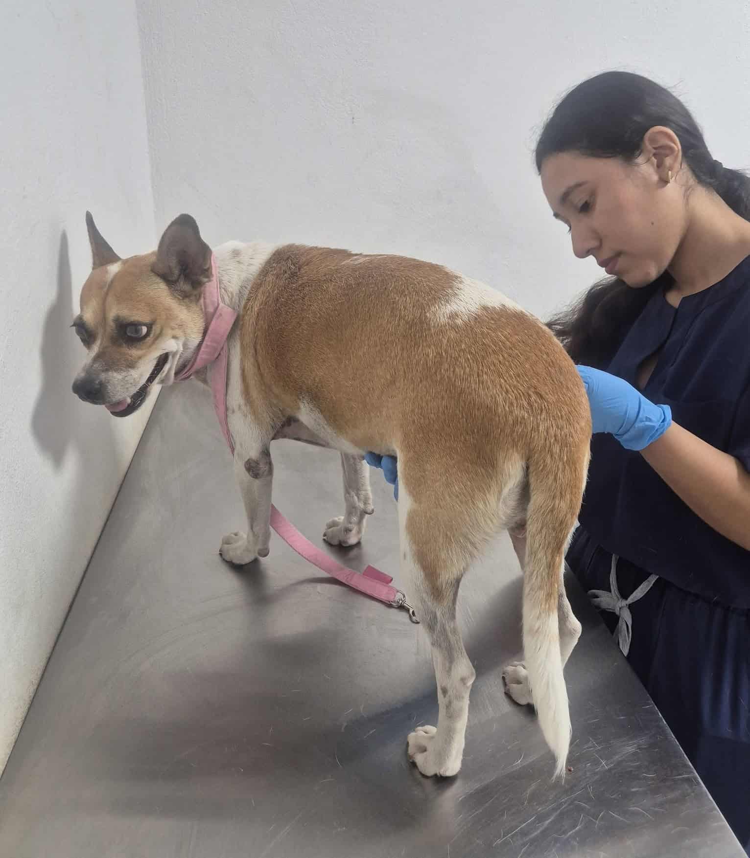 Coahuila promulga reglamento de protecci&oacute;n animal