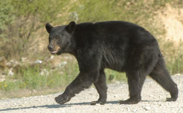 Oso devora cerdos en Lamadrid y autoridades lo buscan