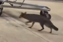 Confirman rabia en una zorra en Cancún y buscan a personas que tuvieron contacto con el animal