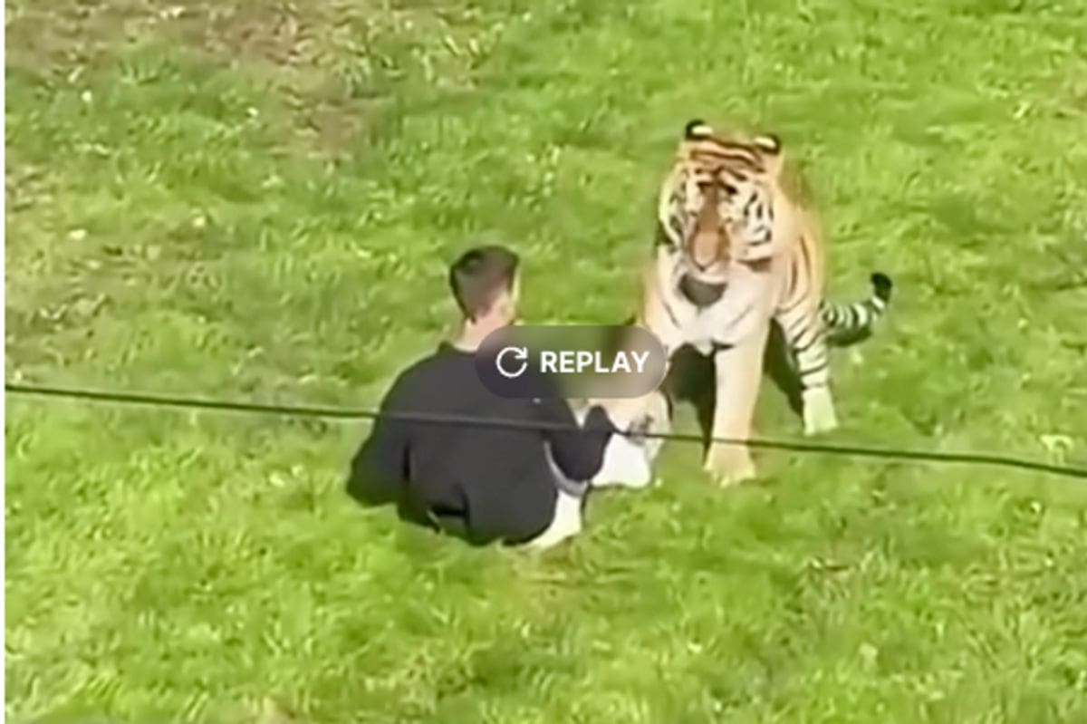 William Chapman: familia pide dejar de compartir video tras ataque de tigre