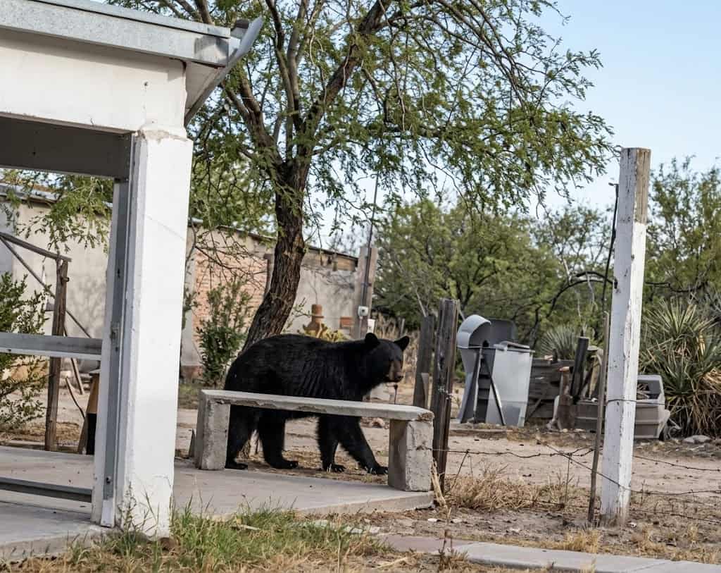 Oso negro avistado en Estación Barroterán: alerta entre vecinos Oso negro avistado en Estación Barroterán: alerta entre vecinos