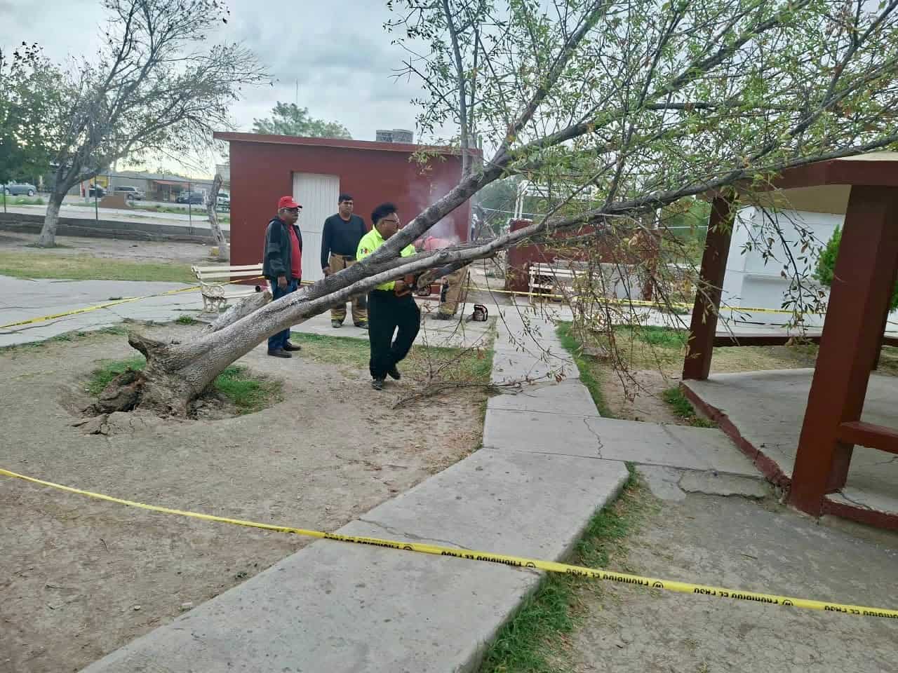 Vientos fuertes causan ca&iacute;da de &aacute;rboles en San Juan de Sabinas