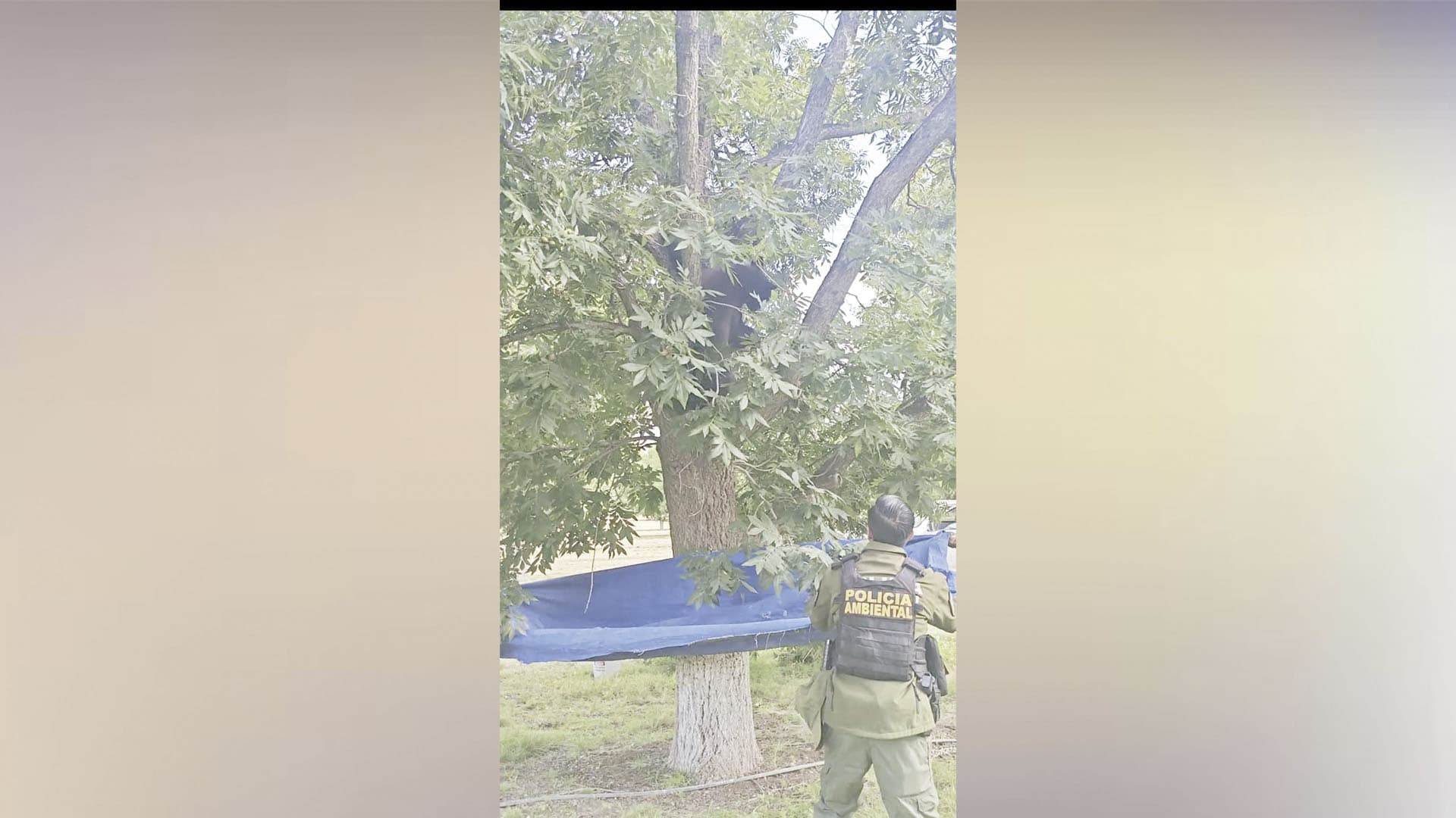 Policía Ambiental de Coahuila advierte sobre osos en Derramadero y su seguridad Policía Ambiental de Coahuila advierte sobre osos en Derramadero y su seguridad