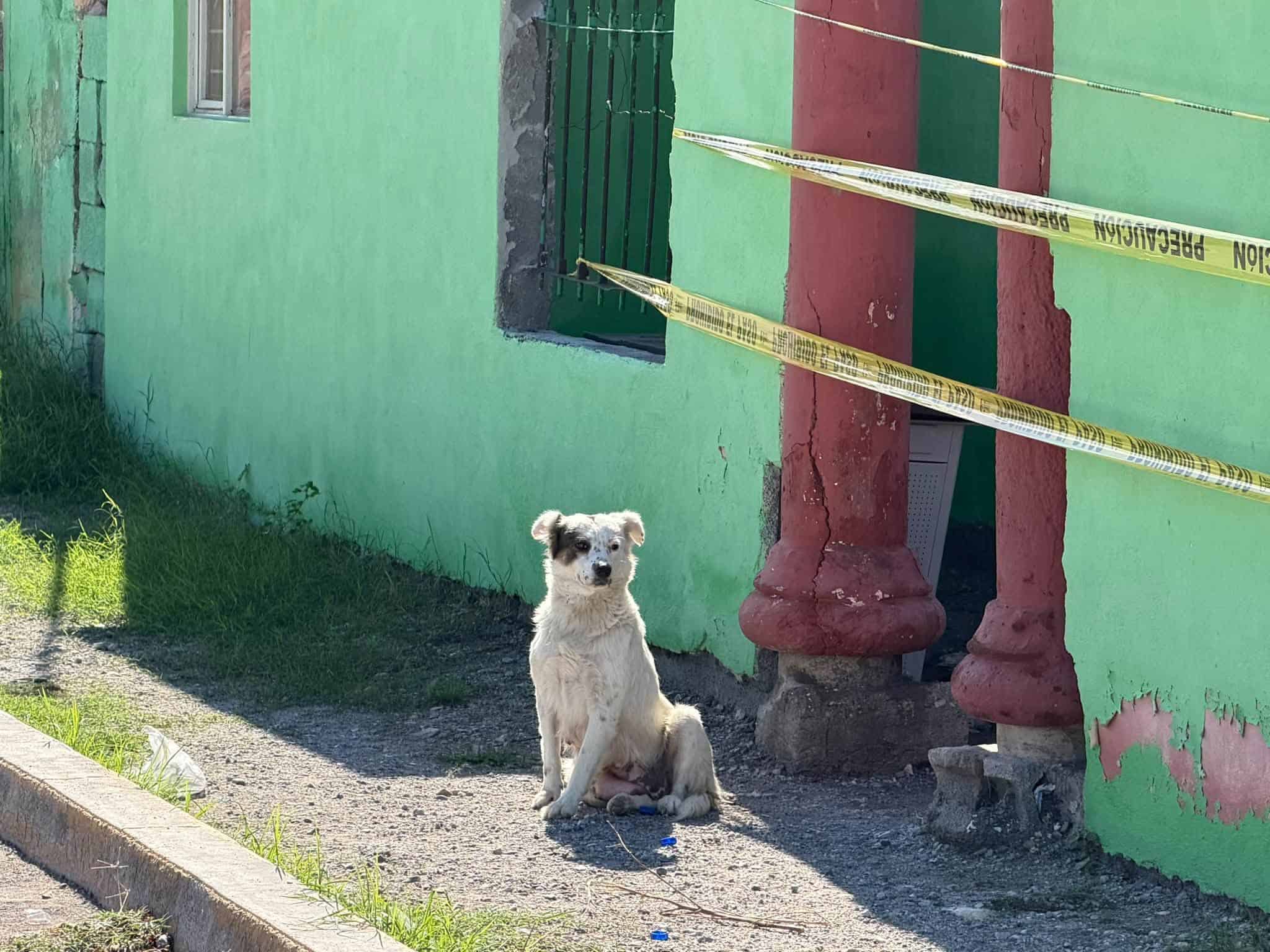 Espera el regreso de sus dueños