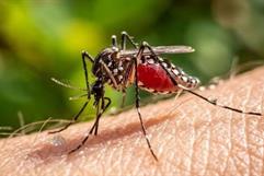 OMS investiga el primer caso humano del virus Shamonda en Francia